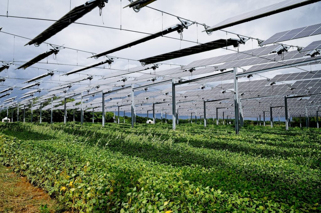 Agrivoltaico e Comunità Energetiche Rinnovabili - Eccellenze Sostenibili